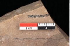 Foto (Detailsansicht) von Quercus palaeoilex Ettingshausen (NHMW-GEO-2024-0188-0759)